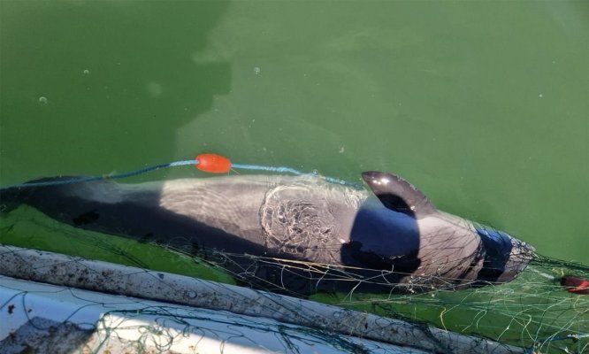 Opt sturioni și un delfin prinşi în plase, eliberaţi în mediul natural de către polițiștii de frontieră! Video
