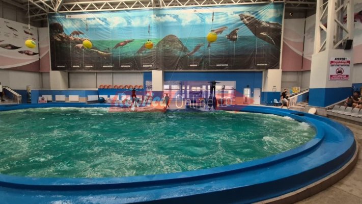 Delfinariu Constanța: O zi mohorâtă de toamnă se poate transforma într-o experiență inedită