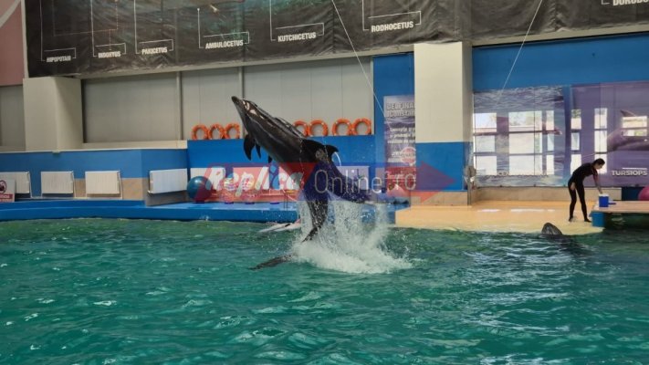 Spectacolul definilor de la Delfinariu din Constanța aplaudat de zeci de mii de vizitatori. Video