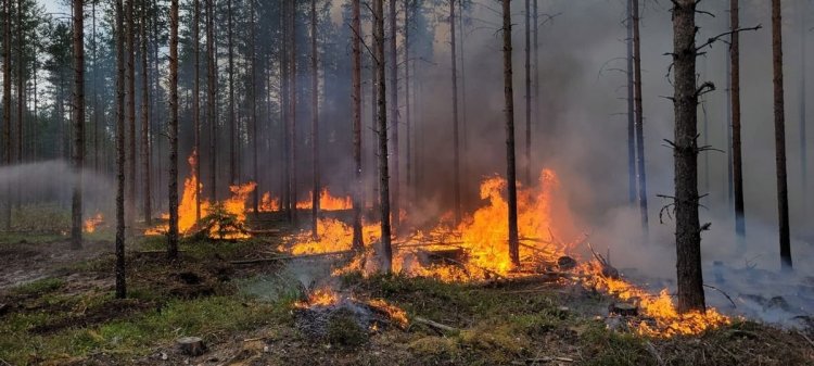 A fost emis mesaj RO-Alert: Zeci de hectare de pădure ard în aproapiere de București