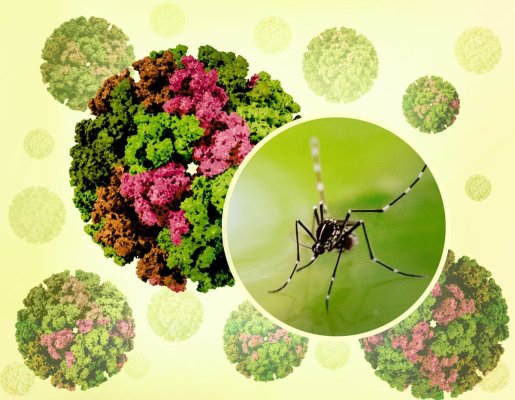 OMS: Un virus pentru care nu există leac amenință jumătate din omenire