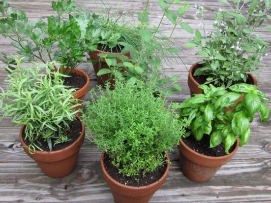 Plantele care au grijă de plămânii tăi și acționează ca un antibiotic natural