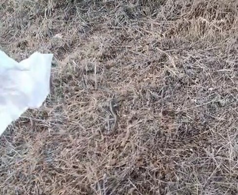 Șarpe capturat de jandarmi pe terasa unei locuințe din Lumina! Video