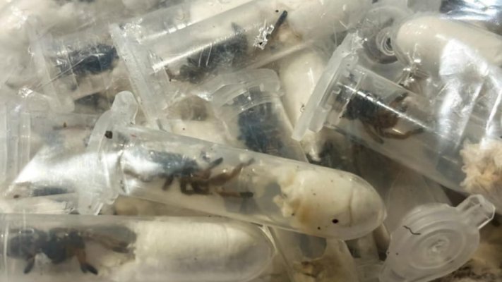 Captură șocantă în aeroport: Vameșii germani au găsit peste 1.500 de tarantule ascunse în cutii de prăjituri