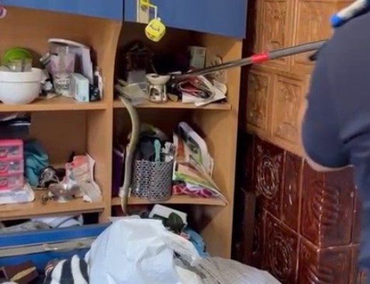 Șarpe de peste 1,5 metri lungime, capturat de jandarmi într-o gospodărie din Cumpăna