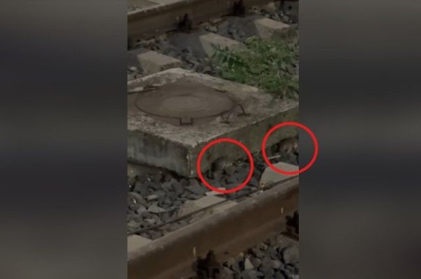 Invazie de șobolani, în Gara de Nord. Piedone cere public demisia persoanelor responsabile. Video