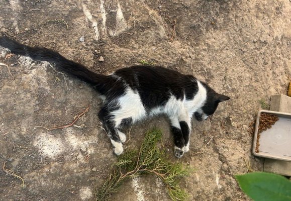 Mai multe animale au fost găsite moarte în urma unei deratizări nejustificate, în KM 4-5! Video