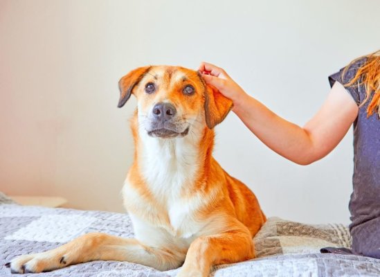 Microciparea și sterilizarea reprezintă soluții optime pentru gestionarea problemei animalelor cu sau fără stăpân!