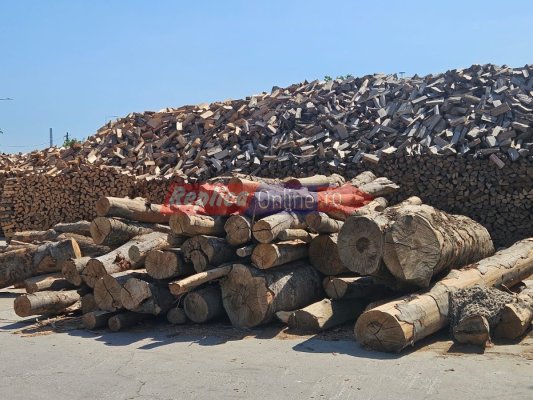 Volumul de lemn exploatat a fost mai mic cu 2,5% în 2024 față de 2023