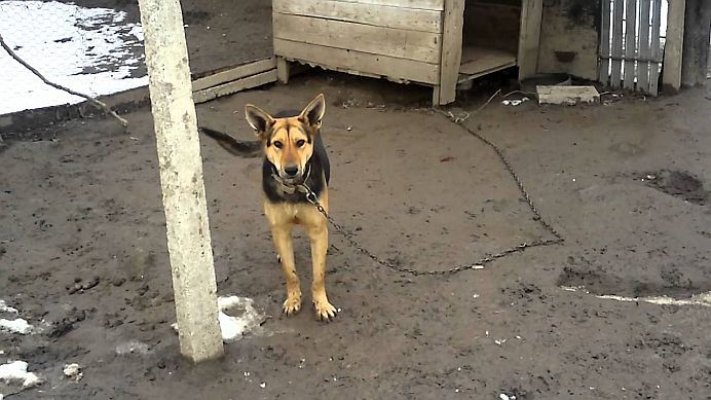 Tinerea câinilor în lanț, interzisă în România! Vezi ce amenda usturătoare s-a decis 