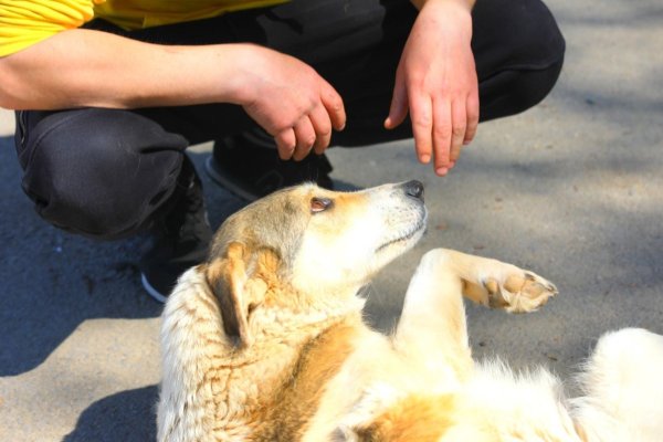 Microciparea și sterilizarea, soluții optime pentru problema animalelor cu sau fără stăpân!