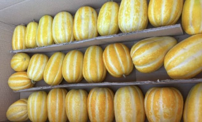 Un tânăr fermier român a dat o adevărată lovitură!  A reușit să formeze o cultură de ,,pepeni-ananas”