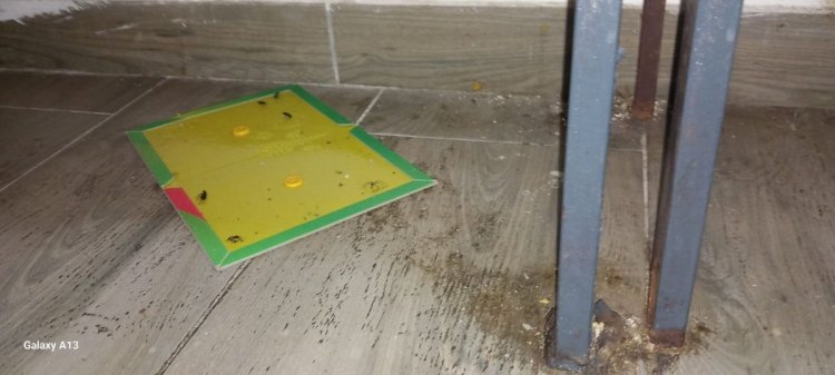 Amenzi în valoare de peste 5,2 milioane lei, aplicate  la nivel național, de către ANPC