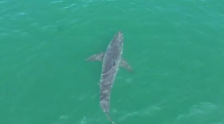 Un rechin alb mare, de aproximativ trei metri, a fost văzut în apropierea unor plaje populare din Maine. Video