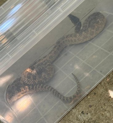 Balaur dobrogean de peste 1 metru lungime capturat de jandarmi într-o gospodărie din localitatea 2 Mai