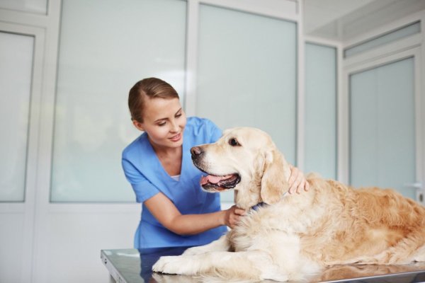 Primăria Constanța informează care sunt drepturile și obligațiile legale ale deținătorilor de animale de companie 