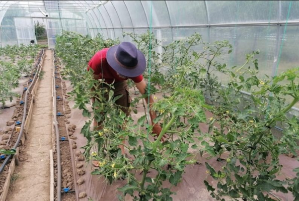 Solariile de legume amplasate pe terenurile caselor se vor putea executa fără autorizație de construire
