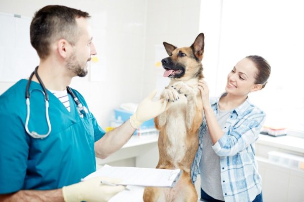 Actele necesare pentru adopția sau revendicarea câinilor din adăpostul public de animale abandonate Constanța