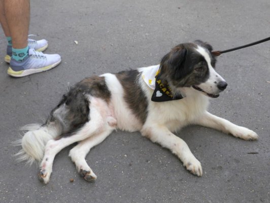 Primăria Constanța continuă campania „Adoptă un cățel”!
