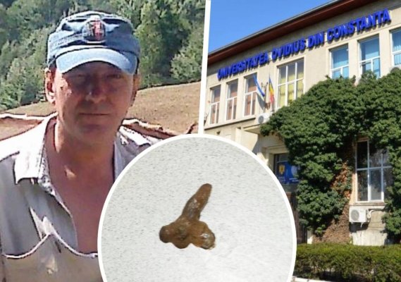 Universitatea Ovidius s-a umplut de purici din cauza pisicilor crescute de un profesor! Video 