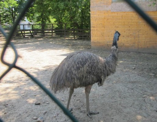 Delfinariu: La Micro Rezervație aveți șansa să vedeți o pasăre simbol a Australiei