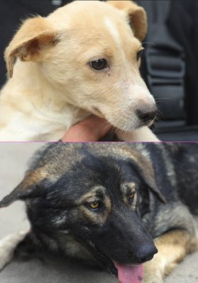 Primăria Constanța continuă campania „Adoptă un cățel”!