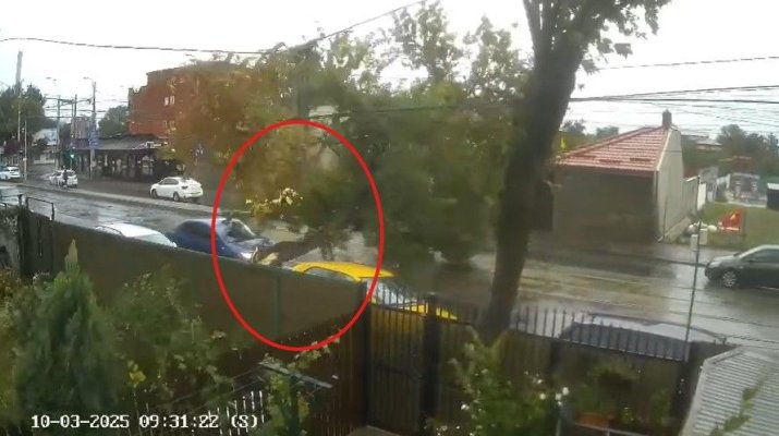 La un pas de tragedie! Un copac doborât de vânt a căzut peste o mașină aflată în mers. Video