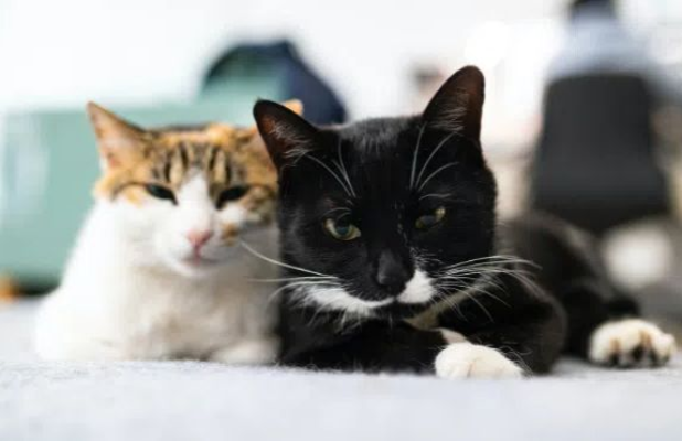 Un bărbat din Istanbul trebuie să plătească pensie alimentară pentru cele două pisici rămase cu soția după divorț