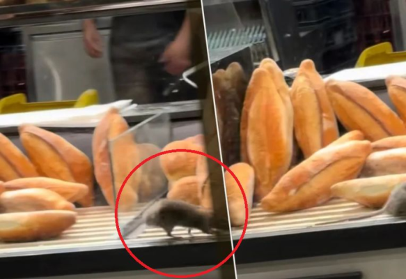 Scene șocante! Un șobolan a fost filmat printre pâinile unei brutării. Comisarii ANPC au închis locația. Video