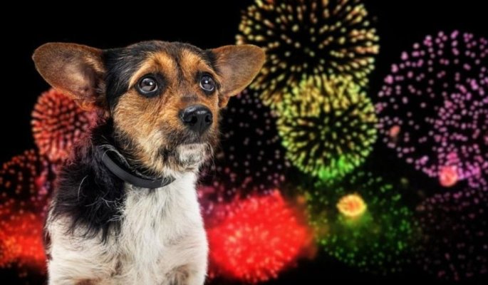 Se rupe tradiția! Constanța nu va avea artificii de Revelion: Chițac renunță la spectacolul pirotehnic... din iubire pentru animale