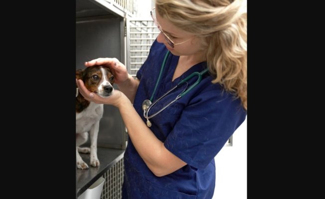Primăria Constanța continuă campania „Adoptă un cățel” – o șansă la viață pentru animalele abandonate  Sapou: