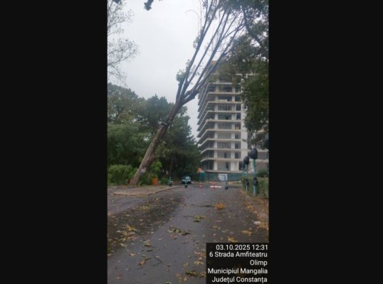 Furtuna a făcut prăpăd la Mangalia și Olimp: copaci doborâți, străzi inundate și trotuare distruse