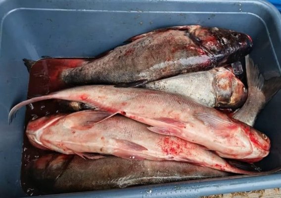 Comercializare ilegală de pește descoperită de jandarmi în Medgidia: 30 kg de novac, confiscate