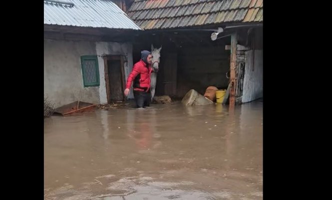 Imagini cumplite de la Siliștea: Oamenii încearcă să-și salveze animalele. Video 