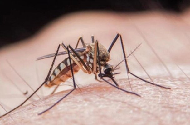 INSP: 58 de cazuri de West Nile în România, în ultimele trei luni. Trei oameni au murit