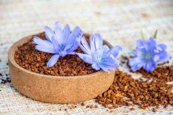 Cicoare – beneficii și proprietăți. Cum să folosești acest remediu natural pentru o viață mai sănătoasă
