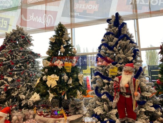Brazii de Crăciun, tot mai scumpi, în magazinele din Constanța: prețurile ajung și la 3.000 de lei. Video
