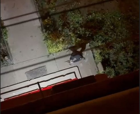 Beți morți, doi bărbați din Constanța au fost surprinși în timp ce chinuiau o pisică!  Video