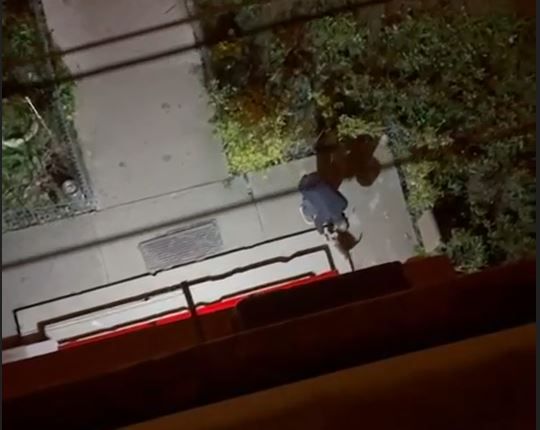 Beti morti, doi barbati din Constanta au fost surprinsi in timp ce chinuiau o pisica!  Video