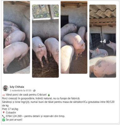 Porcii de Crăciun se vând pe net ca pâinea caldă, fără certificat de trichineloză. Video   