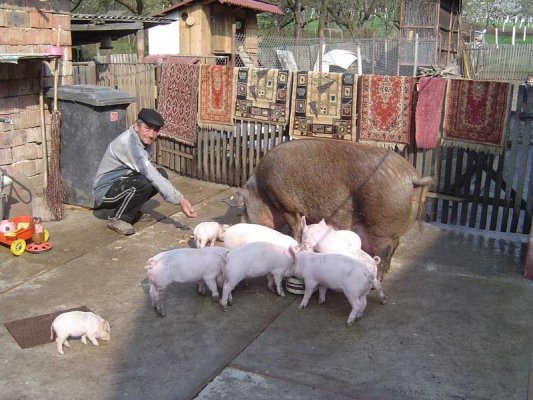 APIA eliberează adeverințe pentru beneficiarii intervenției specifice bunăstării animalelor