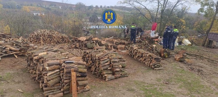 Percheziții în satul Pietreni, la hoți de lemne: au tăiat 100 de salcâmi ilegal