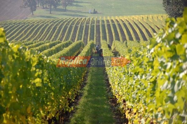 Românii preferă vinul de import... iar hectarele de vie din Murfatlar zac nevândute de un deceniu 