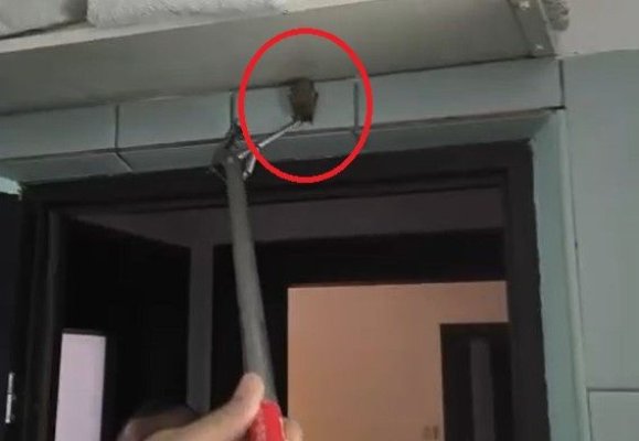 Intervenție inedită a jandarmilor constănțeni: Un liliac a fost salvat dintr-un imobil