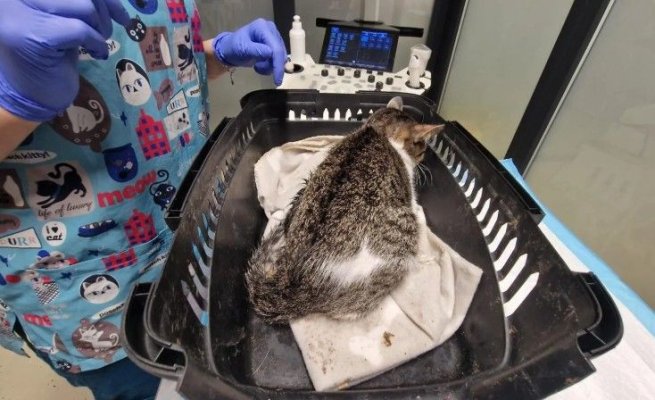 Un bărbat a fost reținut, după ce și-a aruncat pisica de la etaj. Polițiștii au dus animalul la veterinar