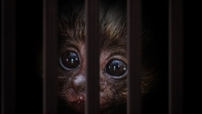 Traficul cu animale vii a atins noi recorduri. Comerțul ilegal cu specii sălbatice ajunge la 20 de miliarde de dolari pe an