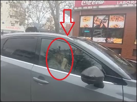 O ambulanta cu semnalele acustice pornite a fost blocata de un sofer inconstient, pe aleea de la spital... pasagera din dreapta infuleca un sandwich. Video