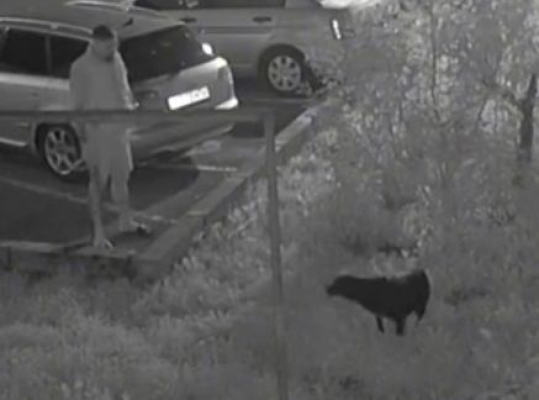 Scene revoltătoare: Un bărbat din Năvodari a fost surprins în timp ce lovea cu brutalitate un câine. Video