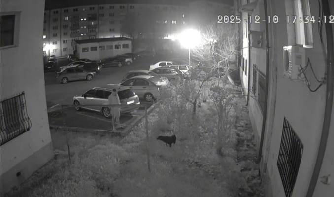 Bărbatul din Năvodari care a fost surprins în timp ce lovea cu brutalitate un câine a fost reținut