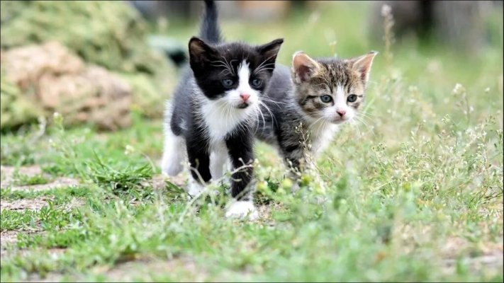 Olanda confirmă primul caz de gripă aviară la pisici